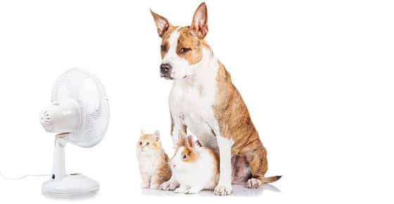 Image of pets in front of a fan.