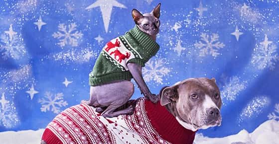 Image of a cat and dog wearing winter sweaters. 