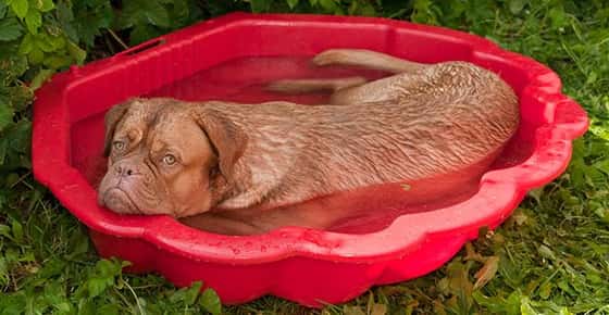 Image of a dog in a wading pool. 