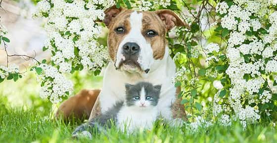Image of a dog and cat in spring flowers. 