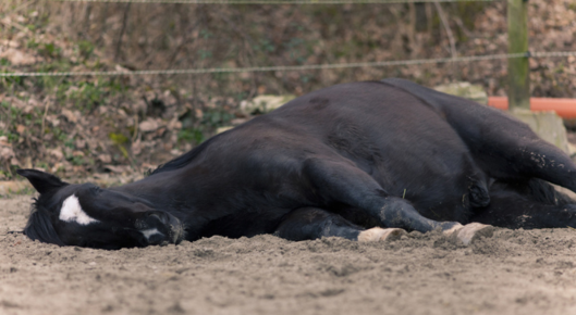 Sick horse can't breathe too well
