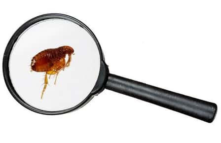 Image of a magnifying glass inspecting a flea.