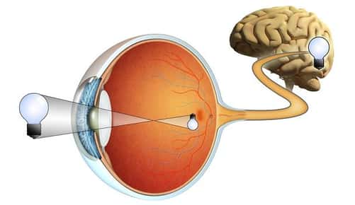 Cartoon image of an eyeball connected to a brain.
