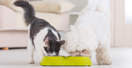 Prevent dog from 2025 eating cat food