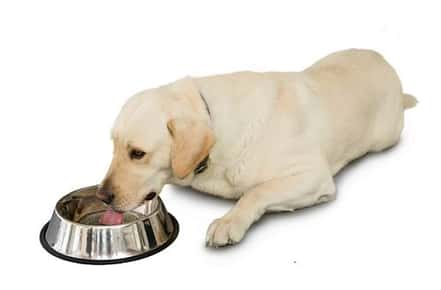 Image of puppy eating out of a dog bowl.