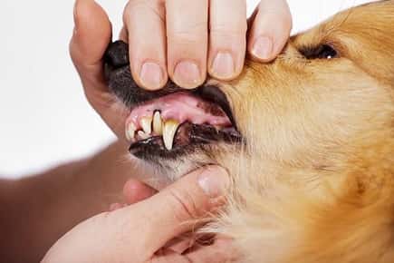 Image of a dog's decaying teeth.