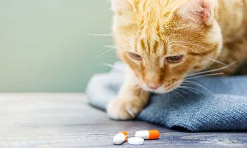Cat pills