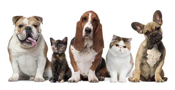 Dogs and cats pose in a line. 