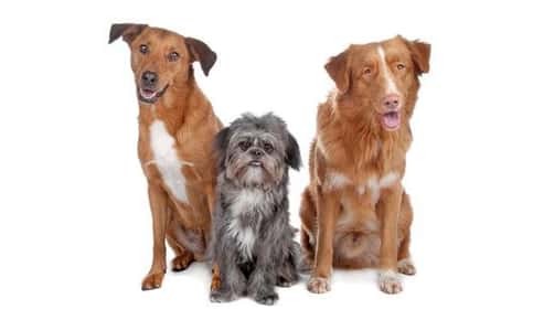 image of dogs. 