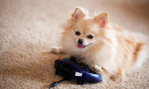 Small dog sitting next to video game controller