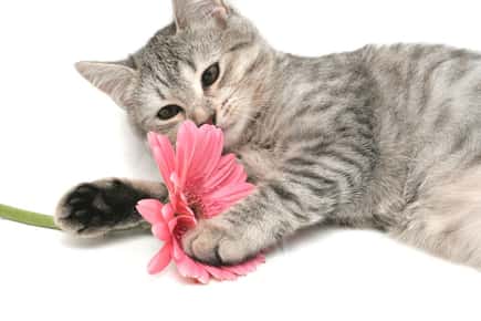 image of kitten playing with pink daisy