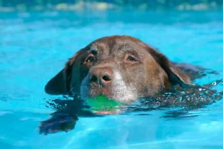 Chocolate lab swimming with a tennis ball in its mouth. 