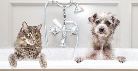 A cat and a dog in a bathtub.