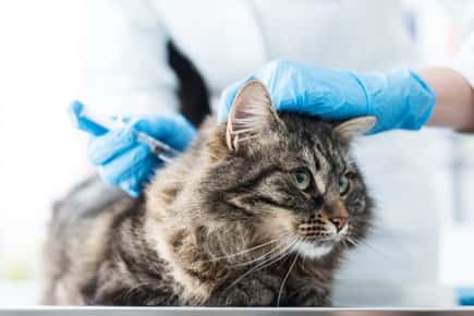 image of a cat getting a vaccine. 