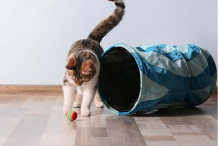 image of cat playing with toy. 