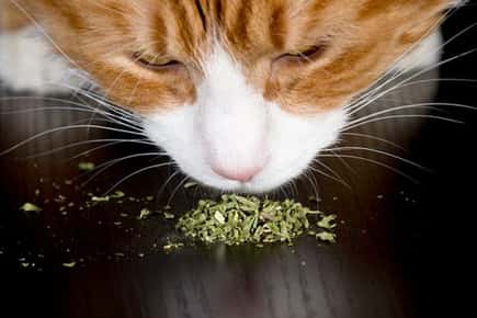 image of cat sniffing cat nip.