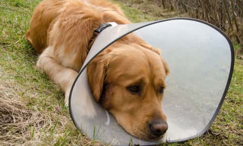 dog in a cone