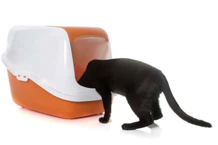 image of cat sniffing a litter box. 