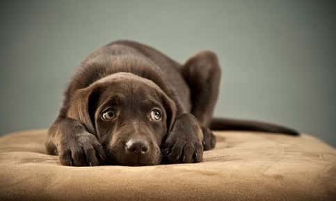 image of brown labrador puppy laying down