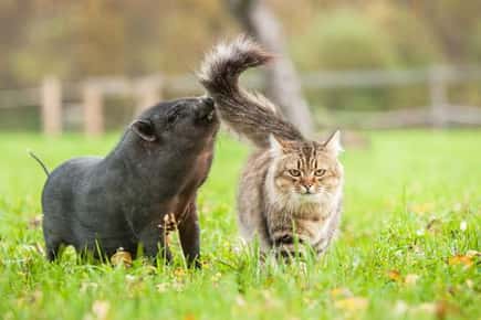 image of a cat in a field with a miniature pig. 