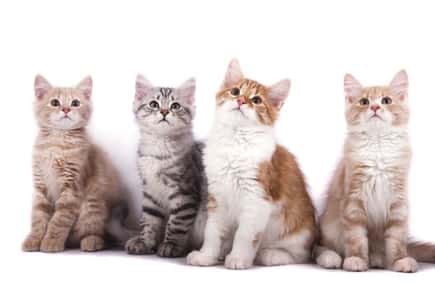 image of four cute kittens. 