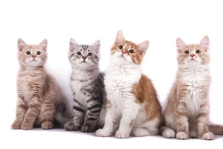 image of four cute kittens.