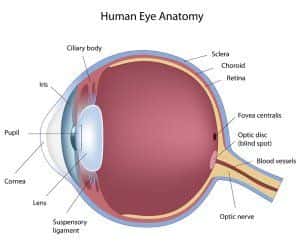 Image of the anatomy of a human eye.