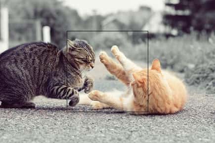 image of cats fighting. 