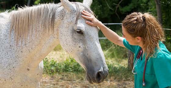 Image of vet examining horse. 