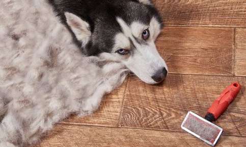 Siberian husky best sale hair loss