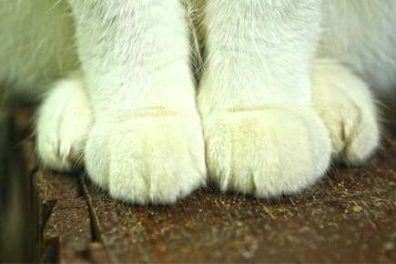 image of cat feet and legs. 