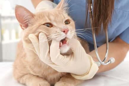 image of vet examining cat's mouth. 