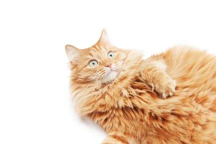 image of a fat cat.
