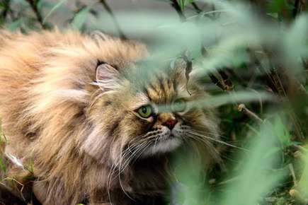 image of a cat in tall grass. 