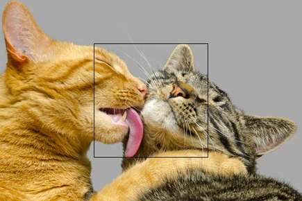 image of a cat licking another cat.