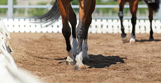 Image of horse legs. 