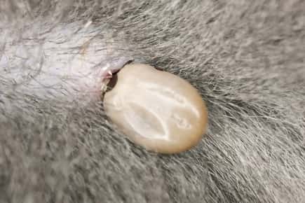 image of a tick on a cat. 