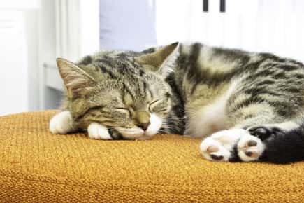 image of sleeping cat.