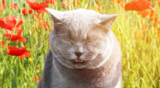 Cat sneezes in field of flowers.