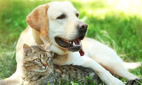 image of a dog and cat. 