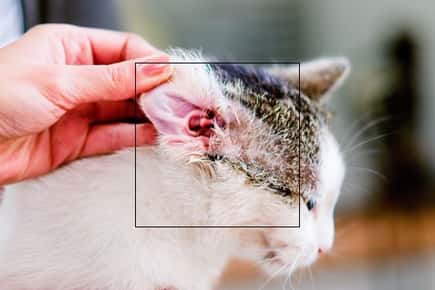 image of a cat's ear. 