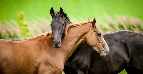 Image of two horses embracing. 