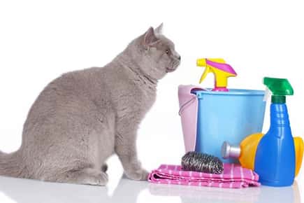 image of a cat with cleaning products. 