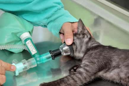 image of a cat getting anesthesia. 