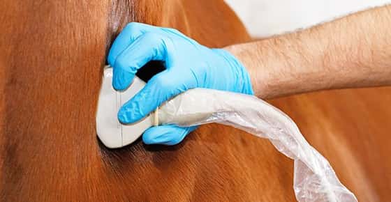 Image of vet doing ultrasound of horse. 