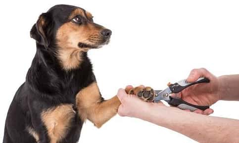 Dog getting nails trimmed 