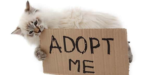 Image of a kitten chewing on an Adopt Me sign. 
