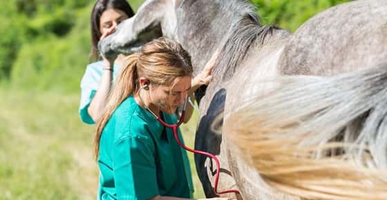 Vet doing a physical exam on a horse.