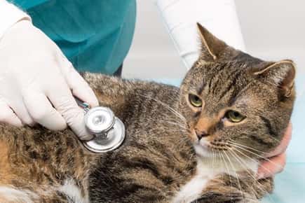 image of a cat at vet. 