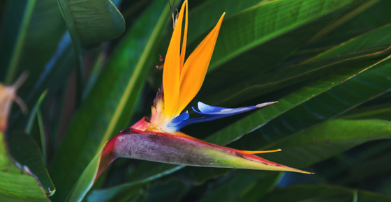 Image of a bird of paradise flower. 
